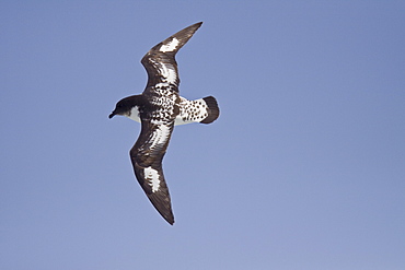 Adult cape petrel (Daption capense) on the wing in and around the Antarctic peninsula