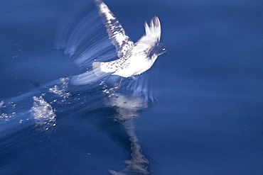 Adult cape petrel (Daption capense) on the wing in and around the Antarctic peninsula