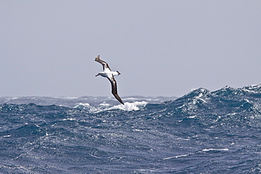 Wandering albatross (Diomedea exulans) on the wing in the Drake Passage between the tip of South America and the Antarctic Peninsula, Southern ocean