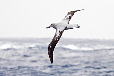 Wandering albatross (Diomedea exulans) on the wing in the Drake Passage between the tip of South America and the Antarctic Peninsula, Southern ocean