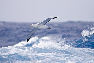 Wandering albatross (Diomedea exulans) on the wing in the Drake Passage between the tip of South America and the Antarctic Peninsula, Southern ocean