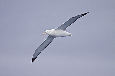 Wandering albatross (Diomedea exulans) on the wing in the Drake Passage between the tip of South America and the Antarctic Peninsula, Southern ocean