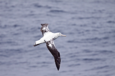 Wandering albatross (Diomedea exulans) on the wing in the Drake Passage between the tip of South America and the Antarctic Peninsula, Southern ocean