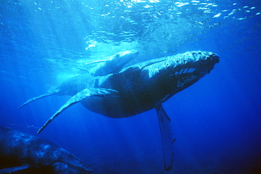 Humpback whale mother and calf underwater off the coast of Lanai, Hawaii, USA.