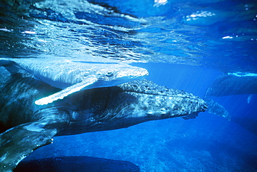 Humpback whale mother and calf off Halepalaoa Landing, Hawaii.