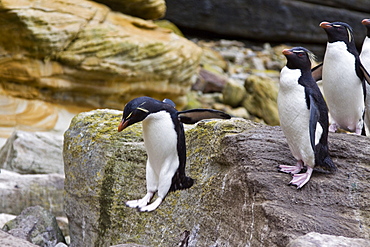 Adult Southern Rockhopper Penguins (Eudyptes chrysocome chrysocome) in the Falkland Islands