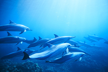 Spinner dolphins in underwater formation off the coast of Lanai, Hawaii.S(spinner dolphins)S(Lanai)S(UW)