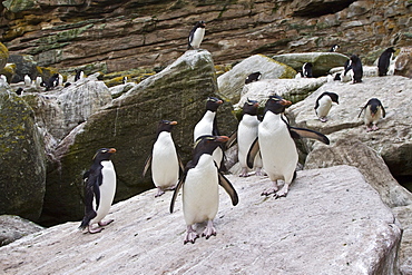 Adult Southern Rockhopper Penguins (Eudyptes chrysocome chrysocome) in the Falkland Islands