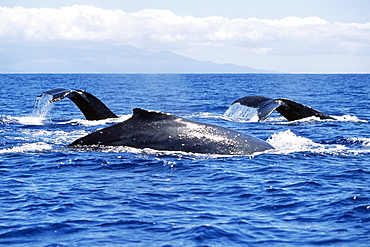 Adult humpback whales surfacing in the AuAu Channel, Maui, Hawaii, USA.