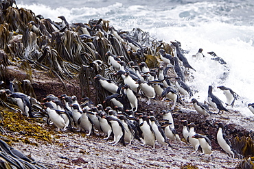 Adult Southern Rockhopper Penguins (Eudyptes chrysocome chrysocome) in the Falkland Islands