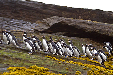 Adult Southern Rockhopper Penguins (Eudyptes chrysocome chrysocome) in the Falkland Islands