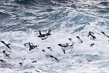 Adult Southern Rockhopper Penguins (Eudyptes chrysocome chrysocome) in the Falkland Islands