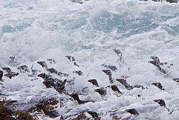 Adult Southern Rockhopper Penguins (Eudyptes chrysocome chrysocome) in the Falkland Islands