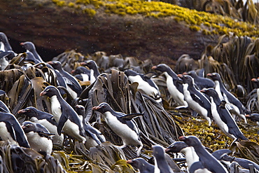 Adult Southern Rockhopper Penguins (Eudyptes chrysocome chrysocome) in the Falkland Islands