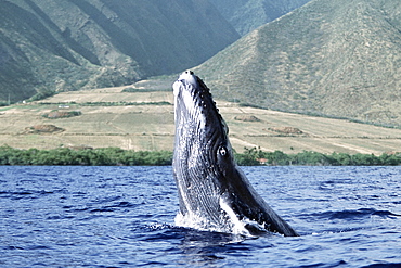 Pacific humpback whale calf breach/lunge along the coast of West Maui, Hawaii.