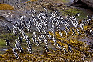 Adult Southern Rockhopper Penguins (Eudyptes chrysocome chrysocome) in the Falkland Islands