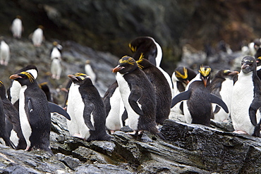 Macaroni Penguins (Eudyptes chrysolophus) on South Georgia Island in the Southern Ocean