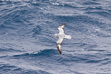 Adult southern fulmar (Fulmarus glacialoides) on the wing in the Drake passage between the tip of South America and Antarctica. Southern Ocean