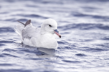 Adult southern fulmar (Fulmarus glacialoides) on the wing in the Drake passage between the tip of South America and Antarctica. Southern Ocean