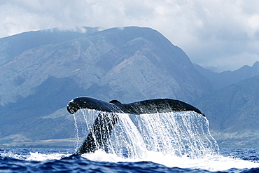 Adult Pacific humpback whale inverted tail-lob in the AuAu Channel, Maui, Hawaii.