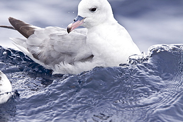 Adult southern fulmar (Fulmarus glacialoides) on the wing in the Drake passage between the tip of South America and Antarctica. Southern Ocean