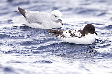 Adult southern fulmar (Fulmarus glacialoides) on the wing in the Drake passage between the tip of South America and Antarctica. Southern Ocean