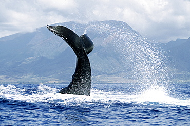 Adult Pacific humpback whale inverted tail-lob in the AuAu Channel, Maui, Hawaii.