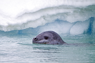 The Leopard seal (Hydrurga leptonyx) is the second largest species of seal in the Antarctic