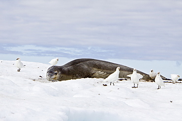 The Leopard seal (Hydrurga leptonyx) is the second largest species of seal in the Antarctic