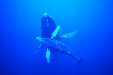 Pacific humpback whale adult and calf, Megaptera novaeangliae, underwater in the Au Au Channel, Maui, Hawaii.