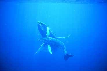 Humpback whale mother and calf underwater in the AuAu Channel, Maui, Hawaii, USA.