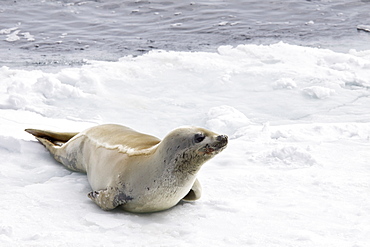 Crabeater seals (Lobodon carcinophaga) swimming along or hauled out on fast ice floe in Bourgeois Fjord near the Antarctic Peninsula