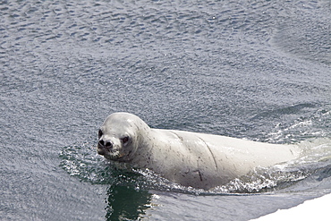 Crabeater seals (Lobodon carcinophaga) swimming along or hauled out on fast ice floe in Bourgeois Fjord near the Antarctic Peninsula