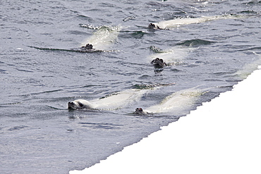 Crabeater seals (Lobodon carcinophaga) swimming along or hauled out on fast ice floe in Bourgeois Fjord near the Antarctic Peninsula