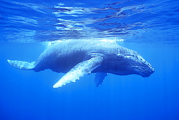 Curious humpback whale calf underwater 
in the AuAu Channel, Maui, Hawaii