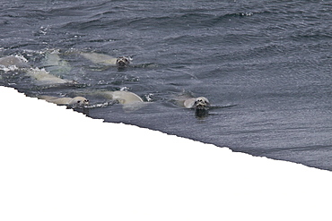 Crabeater seals (Lobodon carcinophaga) swimming along or hauled out on fast ice floe in Bourgeois Fjord near the Antarctic Peninsula