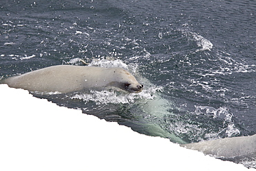 Crabeater seals (Lobodon carcinophaga) swimming along or hauled out on fast ice floe in Bourgeois Fjord near the Antarctic Peninsula