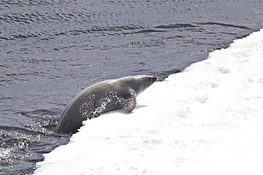 Crabeater seals (Lobodon carcinophaga) swimming along or hauled out on fast ice floe in Bourgeois Fjord near the Antarctic Peninsula