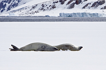 Crabeater seals (Lobodon carcinophaga) swimming along or hauled out on fast ice floe in Bourgeois Fjord near the Antarctic Peninsula