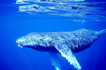 Curious humpback whale calf underwater 
in the AuAu Channel, Maui, Hawaii, USA.