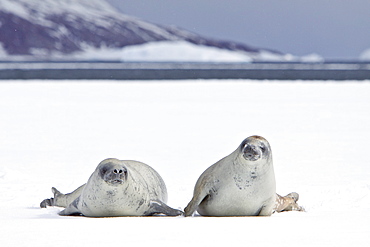 Crabeater seals (Lobodon carcinophaga) swimming along or hauled out on fast ice floe in Bourgeois Fjord near the Antarctic Peninsula