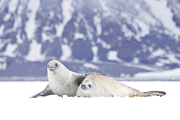 Crabeater seals (Lobodon carcinophaga) swimming along or hauled out on fast ice floe in Bourgeois Fjord near the Antarctic Peninsula