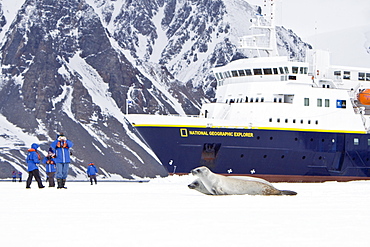 Crabeater seals (Lobodon carcinophaga) swimming along or hauled out on fast ice floe in Bourgeois Fjord near the Antarctic Peninsula