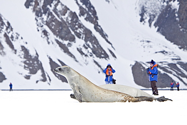 Crabeater seals (Lobodon carcinophaga) swimming along or hauled out on fast ice floe in Bourgeois Fjord near the Antarctic Peninsula