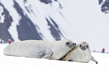 Crabeater seals (Lobodon carcinophaga) swimming along or hauled out on fast ice floe in Bourgeois Fjord near the Antarctic Peninsula