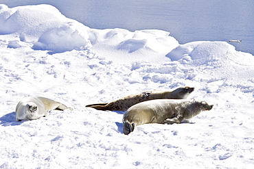 Crabeater seals (Lobodon carcinophaga) swimming along or hauled out on fast ice floe in Bourgeois Fjord near the Antarctic Peninsula