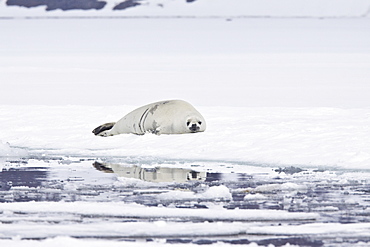 Crabeater seals (Lobodon carcinophaga) swimming along or hauled out on fast ice floe in Bourgeois Fjord near the Antarctic Peninsula