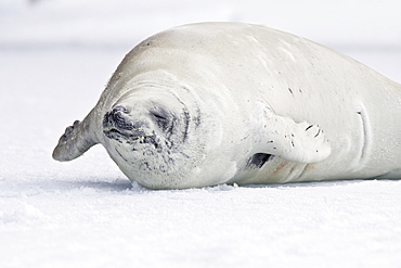 Crabeater seals (Lobodon carcinophaga) swimming along or hauled out on fast ice floe in Bourgeois Fjord near the Antarctic Peninsula