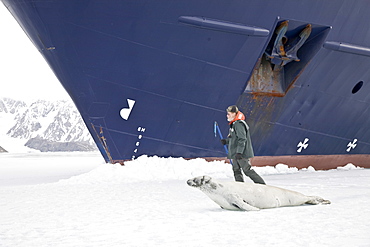 Crabeater seals (Lobodon carcinophaga) swimming along or hauled out on fast ice floe in Bourgeois Fjord near the Antarctic Peninsula