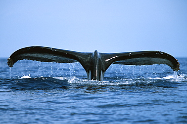 Pacific humpback whale adult,Megaptera novaeangliae, fluke-up dive in the Au Au Channel near Maui, Hawaii